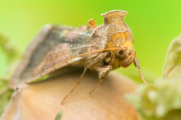 Diachrysia chrysitis