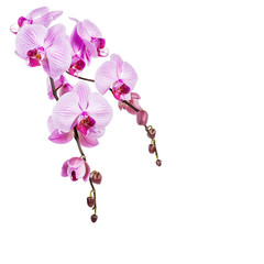 Fototapeta na wymiar Orchid branch