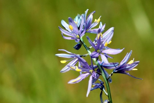 Purple Camas Closeup