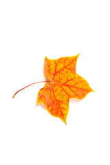 autumn maple leaf