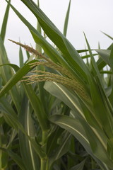 Fototapeta premium corn flower leaf plant natural close-up