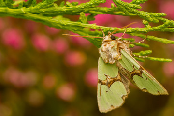 Staurophora celsia