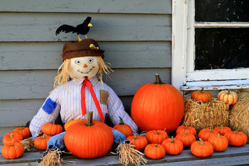 Scarecrow, orange pumpkins, black bird Thanksgiving symbols