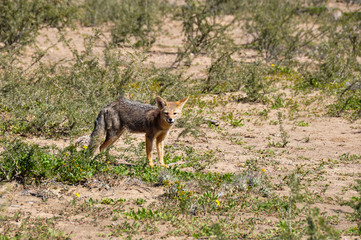 Fototapeta premium Desert fox in Valle de la Luna, Argentina