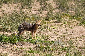 Obraz premium Desert fox in Valle de la Luna, Argentina