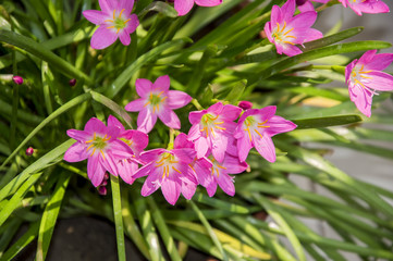 Lilly flowers and plant