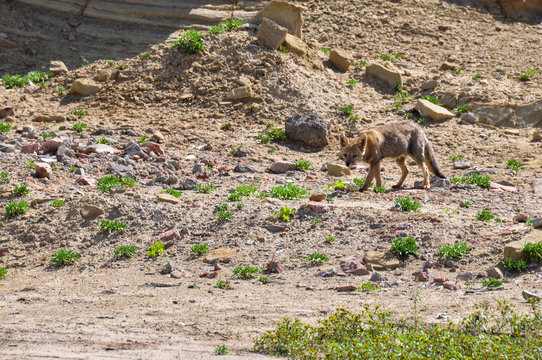 Desert fox in Valle de la Luna, Argentina