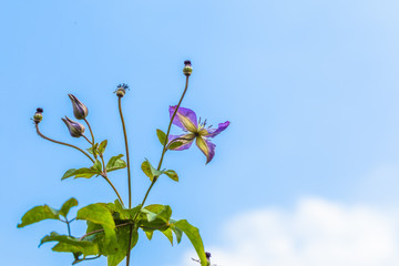 Clematis lilac and blue sky