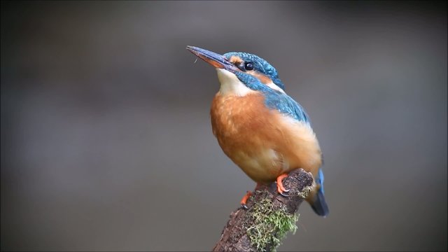 Eisvogel