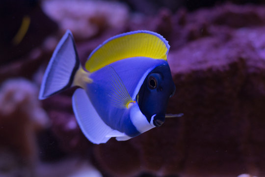 Acanthurus leucosternon
