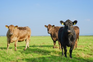 Drei Galoway Rinder auf einer Weide