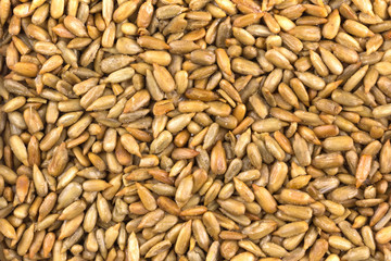 roasted sunflower seeds as background
