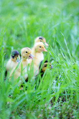 Little cute ducklings on green grass, outdoors