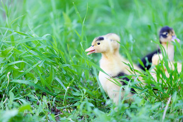 Little cute ducklings on green grass, outdoors