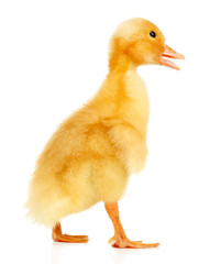 Little cute duckling isolated on white