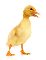 Fototapeta premium Little cute duckling isolated on white
