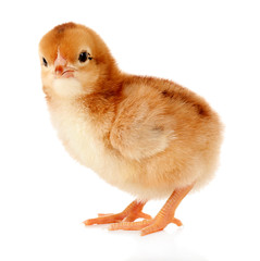 Little cute chicken isolated on white