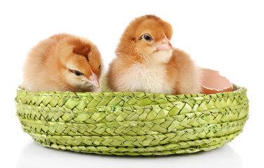 Little cute chickens and egg shell isolated on white