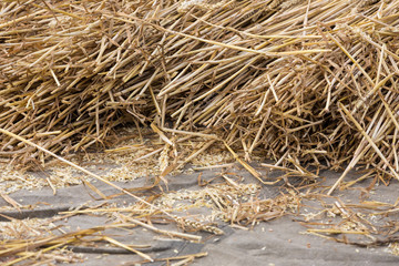 Cereals at a threshing floor
