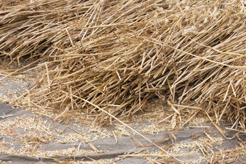 Cereals at a threshing floor