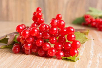 red berries of viburnum