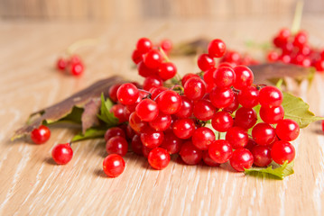 red berries of viburnum