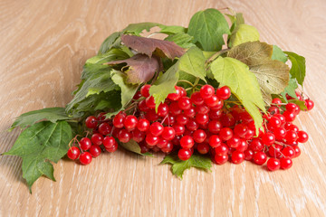 red berries of viburnum