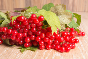 red berries of viburnum