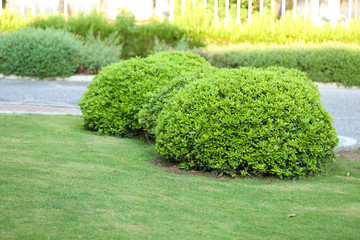 Beautiful landscaping in garden