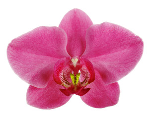 Pink tropical orchid flower isolated on white