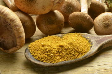 Armillaria mellea Honey fungus Chiodini Honiggelber Hallimasch