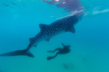 Fototapeta na wymiar Underwater shoot of a gigantic whale sharks ( Rhincodon typus)