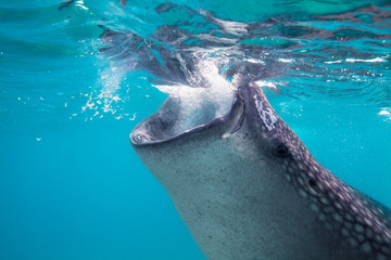 Fototapeta premium Underwater shoot of a gigantic whale sharks ( Rhincodon typus)