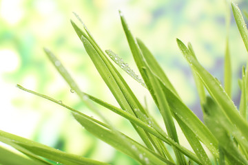 Fresh grass with dew drops close up