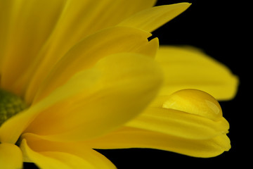 Water drop on yellow flower on dark background