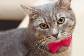 gray domestic cat portrait