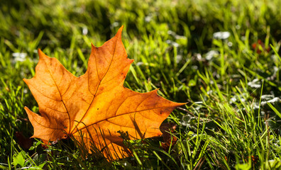 lone fall leaf on grass background
