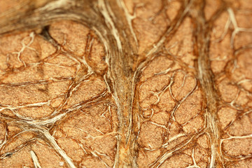 Close up of coconut (macro)