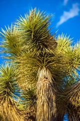 Fototapeta premium Joshua Tree Closeup