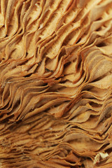 Close up of mushroom (macro)