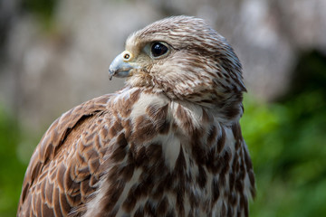 Falcon
