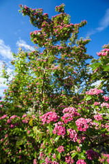Fototapeta na wymiar Bloosoming pink flowers of hawthorn tree