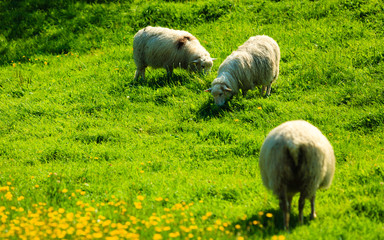Fototapeta premium Sheeps on beautiful mountain meadow in Norway