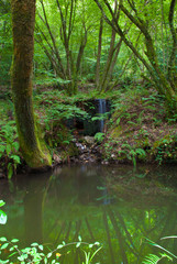 Fototapeta premium odbicia w stawie wodnym