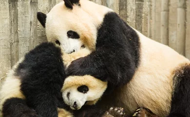 Photo sur Plexiglas Panda les pandas