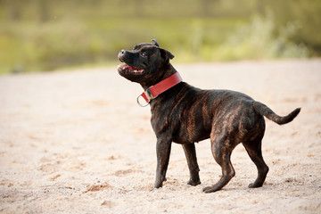 Staffordshire bull terrier.