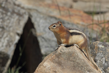 Naklejka na ściany i meble Golden-mantled Ground Squirrel - Banff National Park, Canada