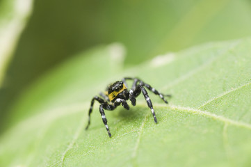 Aranha-papa-mosca