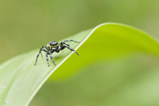 Aranha-papa-mosca