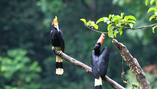 Rhinoceros Hornbill (Buceros rhinoceros)  in Sumatra, Indonesia